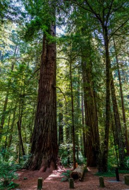 Redwood Ulusal Parkı ziyaret etmek için harika ve güzel bir yer..