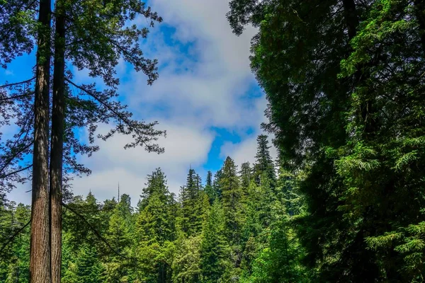 Lindo Redwood Creek Que Atravessa Parque Nacional Redwood Norte Califórnia — Fotografia de Stock