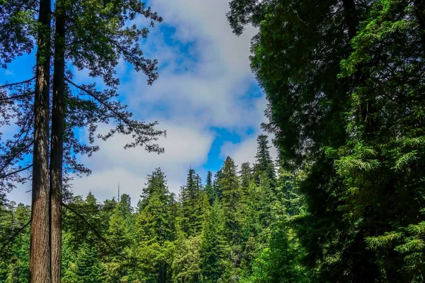 Magnífico Redwood Creek Que Atraviesa Parque Nacional Redwood Norte California — Foto de Stock