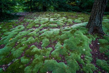 Thompson Ledges Thompson Ohio 'da çatlaktan geçince katmanlı kaya duvarlarına açılıyor..