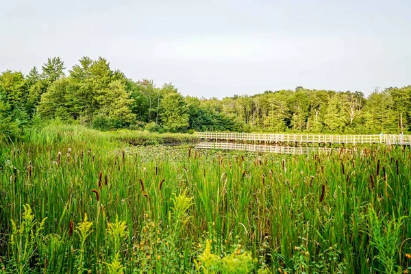 Lagoa Parque Ótimo Lugar Para Passar Dia Andando Pelas Trilhas — Fotografia de Stock