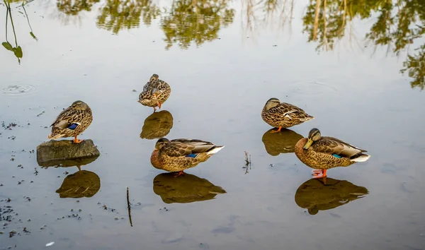 Lagoa Parque Ótimo Lugar Para Passar Dia Andando Pelas Trilhas — Fotografia de Stock