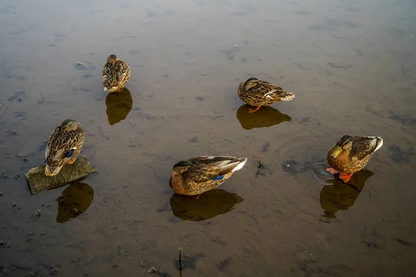 Lagoa Parque Ótimo Lugar Para Passar Dia Andando Pelas Trilhas — Fotografia de Stock