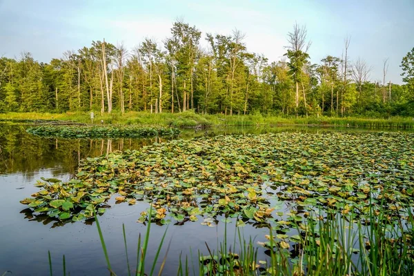 Lagoa Parque Ótimo Lugar Para Passar Dia Andando Pelas Trilhas — Fotografia de Stock