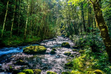 Oregon 'daki Zig Zag Nehri' nin berrak ve soğuk suları..