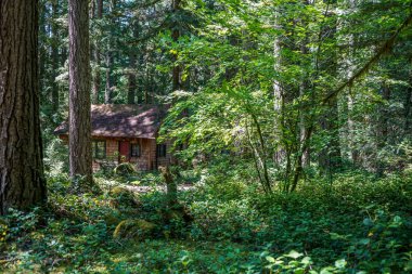 Rhododendron Oregon 'daki kulübemizin etrafındaki ağaçlık alan..