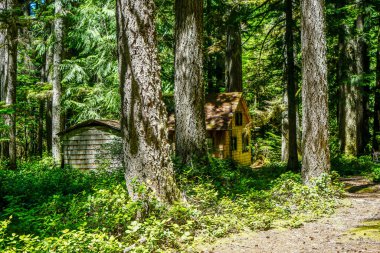 Rhododendron Oregon 'daki kulübemizin etrafındaki ağaçlık alan..