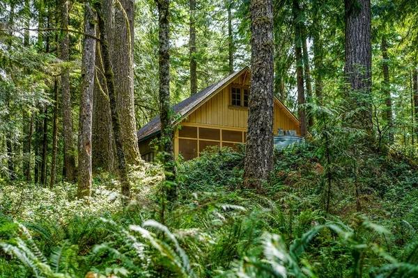 Área Densamente Boscosa Alrededor Nuestra Cabaña Rhododendron Oregon — Foto de Stock