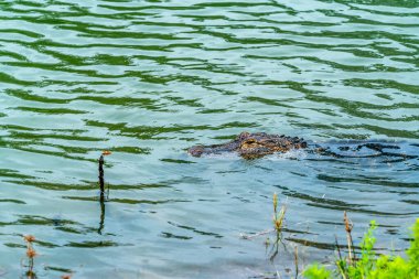 Florida 'nın batısındaki yeni bir topluluğun yakınındaki gölette büyük boy bir timsah..