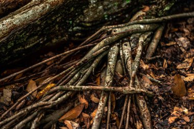 Eski bir meşe ağacının kökleri..