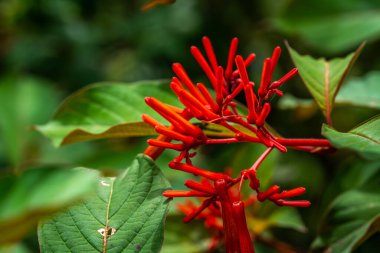  Parkta büyüyen ve açan güzel çiçekler..