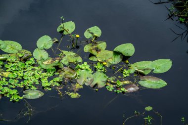  Nehirde yetişen zambaklar ve diğer su bitkileri.