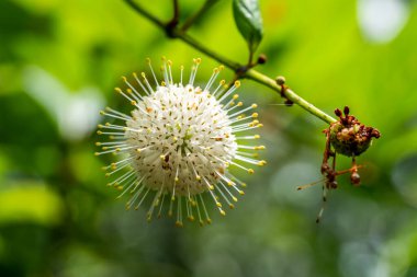 Bu tohum kabuğunu ilginç buldum çünkü koronavirüse benziyor.
