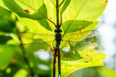  Bir yusufçuk yapraklarla ve ağaç dallarıyla kaynaşıyor..