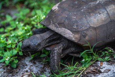  Parktaki nehrin yanındaki çimenleri yiyen bir kaplumbağa.