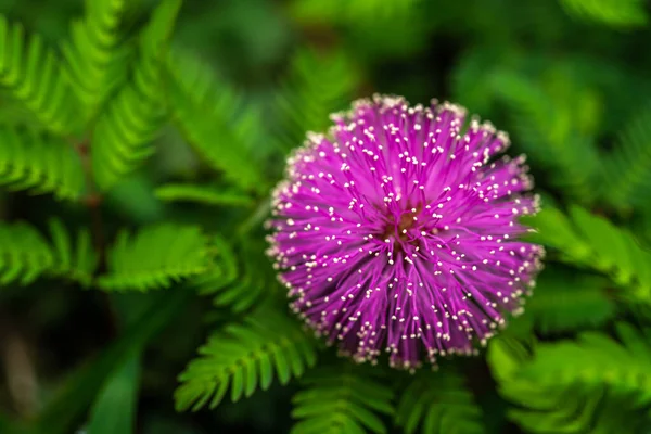 Úžasné Květiny Můžete Najít Trávě Pokud Podíváte Dostatečně Tvrdě — Stock fotografie