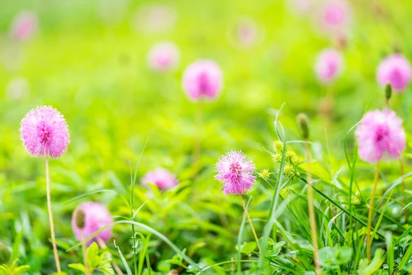 The amazing flowers you can find in the grass if you look hard enough.