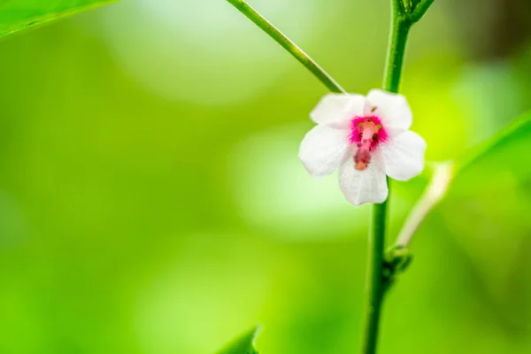 Vackra Blommor Växer Och Blommar Över Hela Parken — Stockfoto