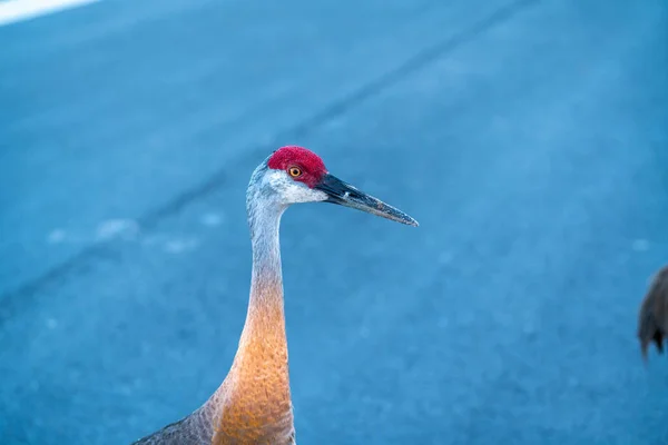 Par Curioso Sandhill Cranes Veio Ter Comigo Disse Bom Dia — Fotografia de Stock