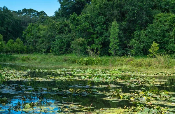 Uma Bela Lagoa Com Árvores Almofadas Lírio Algumas Reflexões Surpreendentes — Fotografia de Stock