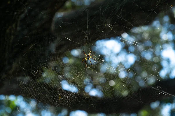 Αυτές Μεγάλες Αράχνες Ήταν Παντού Στο Πάρκο Καθώς Περπατούσαμε Στα — Φωτογραφία Αρχείου