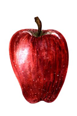 Suluboya çizimi. El çizimi. Beyaz arkaplanda izole edilmiş kırmızı elma şefi.