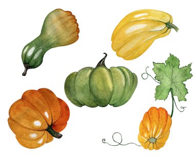 Suluboya çizimi. El çizimi. Balkabağı seti.