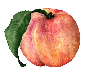 Suluboya çizimi. El çizimi. Beyaz arka planda olgun bir şeftali.