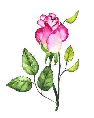 Suluboya çizimi. El çizimi. Beyaz arkaplanda pembe bir gül.