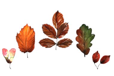 Suluboya çizimi. El çizimi. Sonbahar yaprakları..