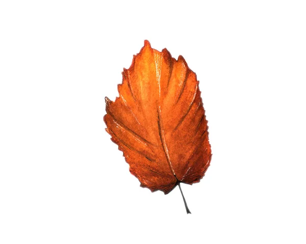 Aquarell Illustration Handzeichnung Skizze Gelbes Herbsttrockenes Blatt Auf Weißem Hintergrund — Stockfoto