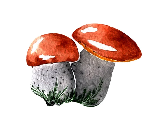 Suluboya çizimi. Elle çizmek. iki sonbahar orman mantarı.