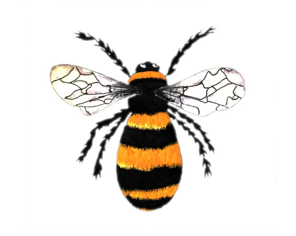 Акварельна Ілюстрація Малюнок Рукою Одна Бджола Білому Тлі — стокове фото