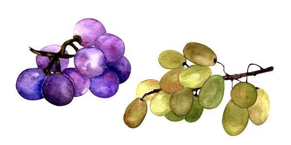 水彩画 植物学草图 两束葡萄 绿色和深色的 在白色的背景上 — 图库照片