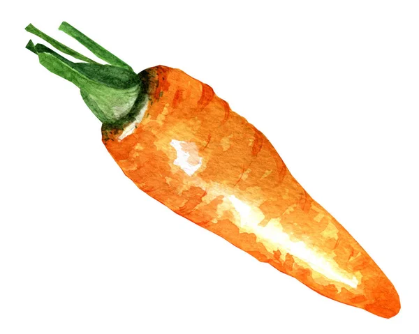 水彩画 白色背景上的一只胡萝卜 — 图库照片