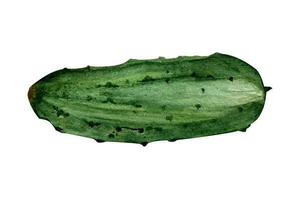 水彩画 白色背景上的一个绿色黄瓜 — 图库照片