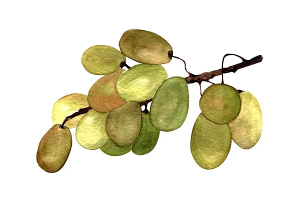 Ilustracja Akwareli Rysunek Dłoni Jeden Pęczek Zielonych Winogron Białym Tle — Zdjęcie stockowe