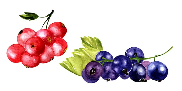 Illustrazione Acquerello Disegno Mano Set Due Rami Ribes Rosso Nero — Foto Stock