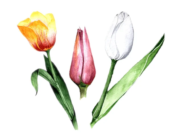 Illustrazione Acquerello Disegno Mano Set Tre Tulipani Bianco Giallo Rosa — Foto Stock