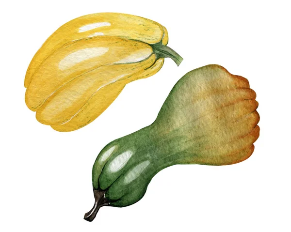 水彩画 两种成熟的南瓜 背景为白色 — 图库照片