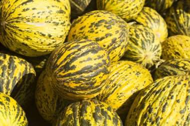 Yaz tepsi Pazar tarım çiftlik Organik kavun tam. Arka plan olarak kullanılabilir.