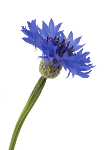 Mooie Blauwe Korenbloem Geïsoleerd Witte Achtergrond — Stockfoto