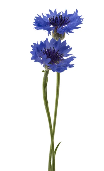Два Голубых Цветка Василька Выделенных Белом Фоне Селективный Фокус — стоковое фото