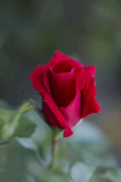 Red Rose Closeup Selective Focus — Stock Photo, Image