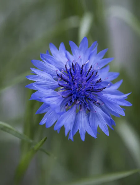 Hermosas Flores Silvestres Acianos Enfoque Selectivo — Foto de Stock