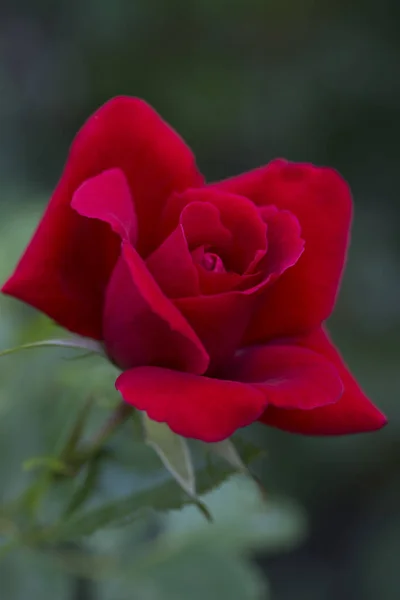 Red Rose Closeup Selective Focus — Stock Photo, Image