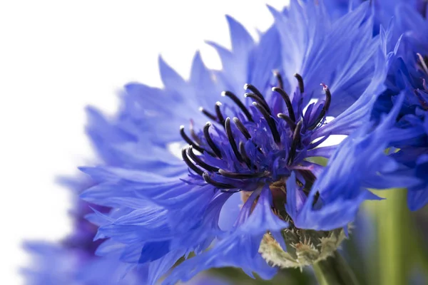 Boeket Van Blauwe Korenbloemen Geïsoleerd Een Witte Achtergrond Selectieve Aandacht — Stockfoto