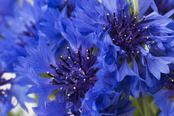 Bouquet Blue Cornflowers Isolated White Background Selective Focus — Stock Photo, Image