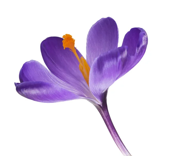 Close Saffron Flowers Isolated White Background — Stock Photo, Image