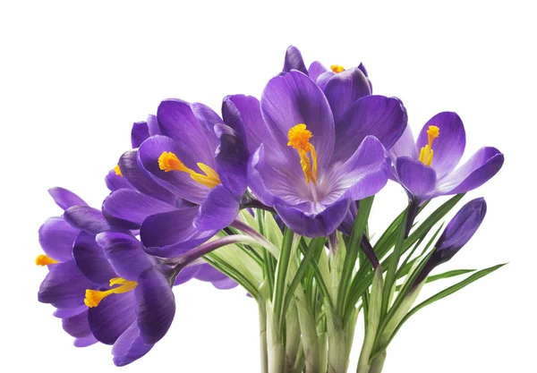 Vackra Krokus Vit Bakgrund Färska Vårblommor Violetta Crocus Blommor Bukett — Stockfoto